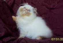 Flame Point Himalayan Kitten  Available NOW!